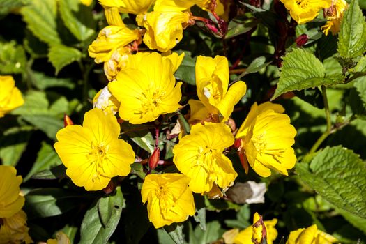 Oenothera 'Erica Robin' a yellow herbaceous springtime summer flower plant commonly known as evening primrose