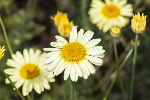 Anthemis tinctoria 'E C Buxton' a lemon yellow herbaceous springtime summer flower plant commonly known as dyer's chamomile