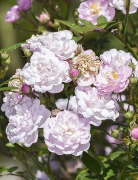 Rose Little Rambler 'Chewramb' a springtime summer pink flower miniture shrub