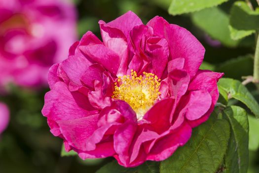 Rose gallica var. officinalis a springtime summer red flower shrub coomonly knowm as old red damask