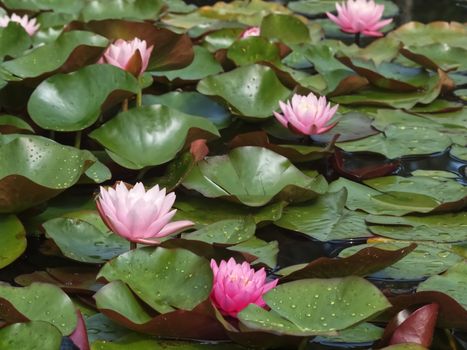 Hoehenpark Killesberg in Stuttgart - Pink lotus flowers in a pond