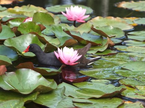 Hoehenpark Killesberg in Stuttgart - Pink lotus flowers in a pond
