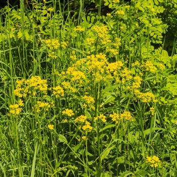 wild flowers at sunny day