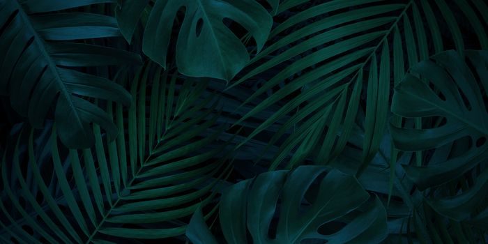 Tropical leaves background with copy space