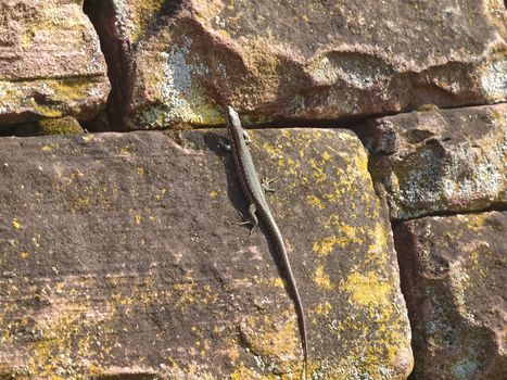 Hoehenpark Killesberg in Stuttgart - macro of a wall lizard