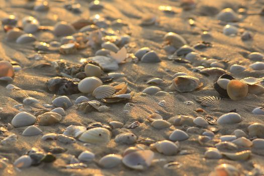 Shells on the beach