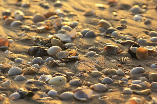 Shells on the beach