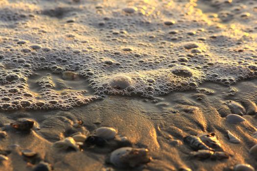 Bubbles and shells on the beach.