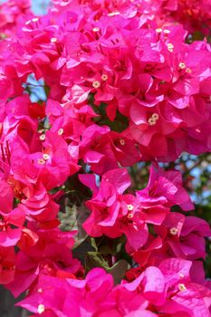 Beautiful tropical exotic pink or red Bougainvillea flowers on a branch on a green background in Asian flowers. Macro photo close-up.
