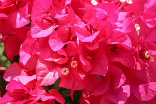 Beautiful tropical exotic pink or red Bougainvillea flowers on a branch on a green background in Asian flowers. Macro photo close-up.