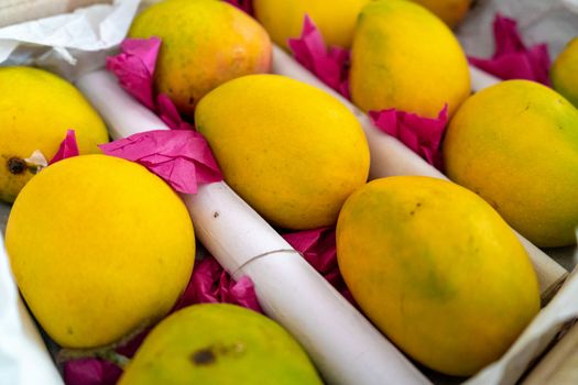 shot of ripe yellow green mangoes placed on white paper and covered with think pink butter paper ready to sell and serve. This tasty sweet and very popular summer fruit is widely consumed in india in shakes, as juice and eaten raw by people