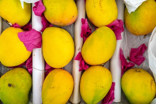shot of ripe yellow green mangoes placed on white paper and covered with think pink butter paper ready to sell and serve. This tasty sweet and very popular summer fruit is widely consumed in india in shakes, as juice and eaten raw by people