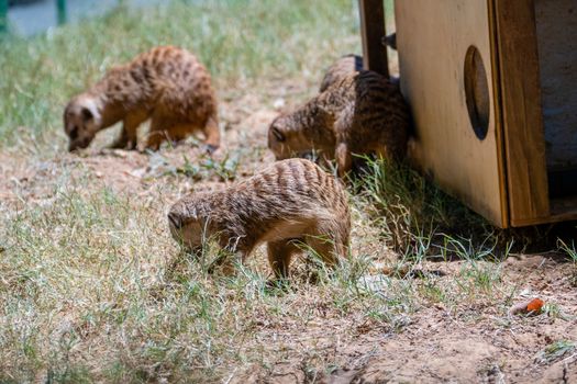Family of meerkats around wooden house