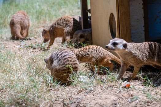 Family of meerkats around wooden house