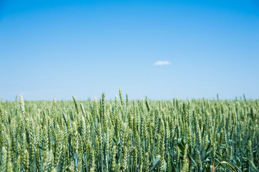 Ripening wheat field and blue sky. Landscape