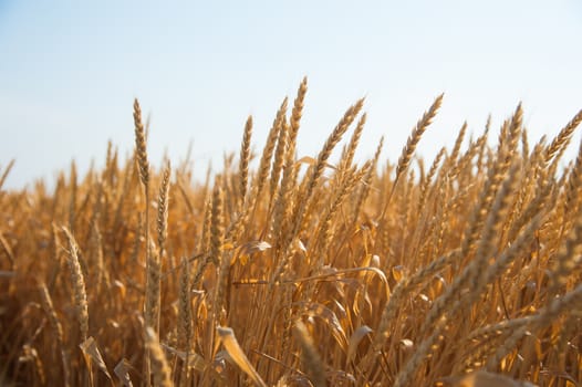 Field of golden wheat under the blue sky