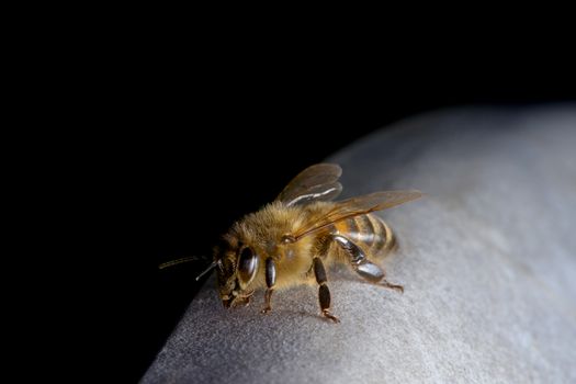 A honeybee close up, as it settles briefly on garden furniture with a fine coating of pollen. Yellow blue colors stand out