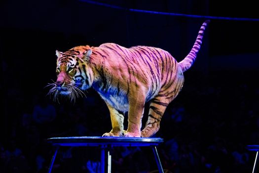 Circus. Tiger performs tricks in the circus arena