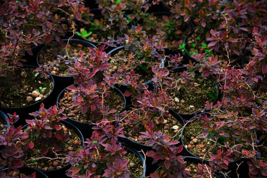 Barberry shrubs for landscape gardening and planted in tubs outdoors in the garden center
