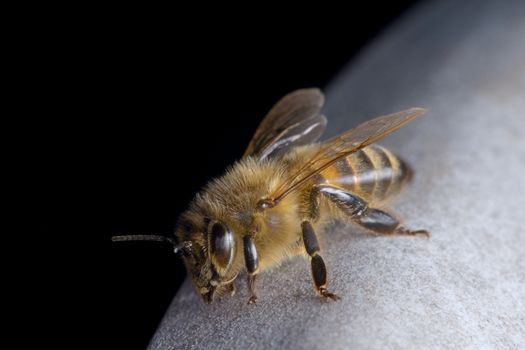 A honeybee closer up, as it settles briefly on garden furniture with a fine coating of pollen. Orange blue colors stand out