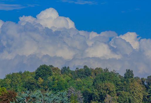 a hedge of clouds lying on a hedge of trees