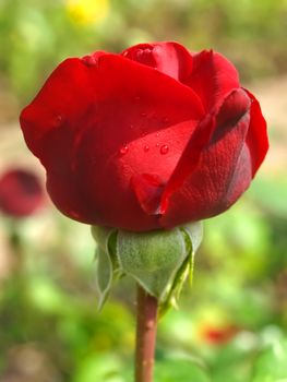 Macro of a isolated red rose with water drops