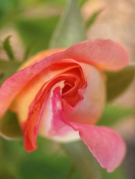 Macro of a isolated pink rose with water drops