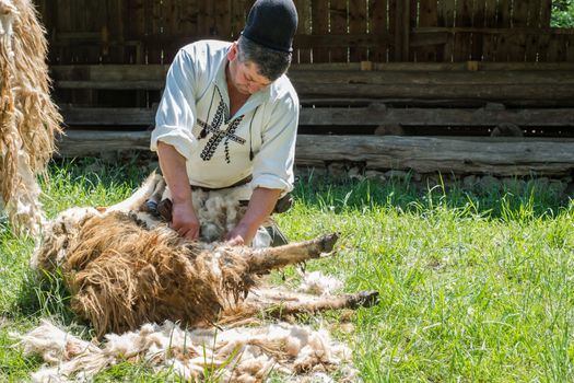 Sibiu, Romania - May 18, 2019. men shearing the fleece from sheep with petrol machine driven clippers in White Night of the Museums. Dumbrava lake, Astra Museum of Traditional Folk Civilization, Sibiu city, Romania