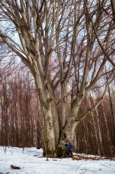 Sibiu, Romania - February 02, 2019. Man hiker resting in a secular forest near by a huge secular beech near Cisnadioara village, Sibiu county, Romania