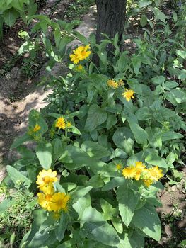 blooming yellow flowers in the garden