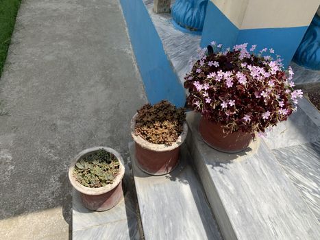 pink flowers and green sukulents in pots on the stairs of the house