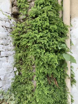 green ivy plant covering the outside wall of the building