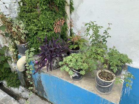 pots with flowers near the house wall at the rural area