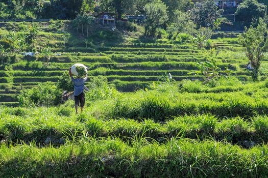 Bali, Indonesia - December 2019: Balinese man with a naked torso carries a stack of grass on his head. The hard life of the poor people of Bali. Hard-working Bali local people.