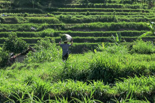 Bali, Indonesia - December 2019: Balinese man with a naked torso carries a stack of grass on his head. The hard life of the poor people of Bali. Hard-working Bali local people.