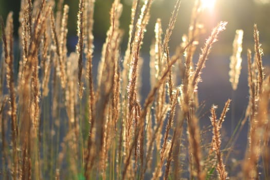Sunlight through the yellow ears of grass. High quality photo