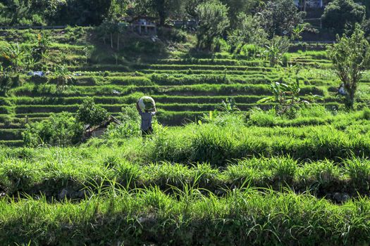 Bali, Indonesia - December 2019: Balinese man with a naked torso carries a stack of grass on his head. The hard life of the poor people of Bali. Hard-working Bali local people.