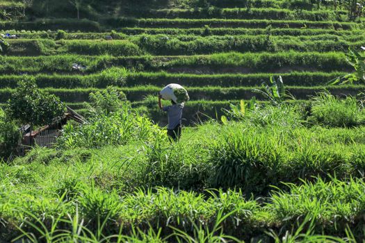 Bali, Indonesia - December 2019: Balinese man with a naked torso carries a stack of grass on his head. The hard life of the poor people of Bali. Hard-working Bali local people.
