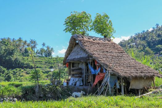 Eco-friendly Tribal Hut in fields having thatched roof, made from biodegradable Bamboo Straws and sticks. A Typical house form of Tribal areas used by farmers and aboriginals as granary. Background.