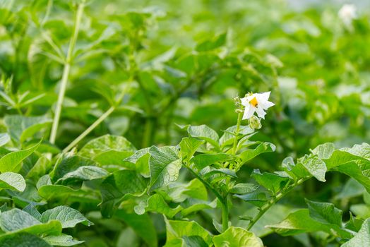 Potato bush blooming with white flowers in potato plants. growing organic potato at garden