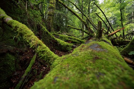 A tropical forest. Green moss on trees and stones. High quality photo
