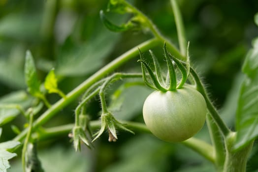 Unripe Green Tomatoes in a greenhouse, DIY cultivation concept