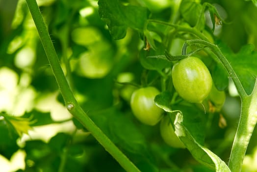 Unripe Green Tomatoes in a greenhouse, DIY cultivation concept