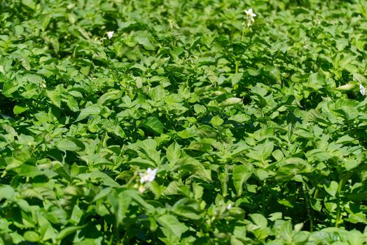 Potato bush blooming with white flowers in potato plants. growing organic potato at garden