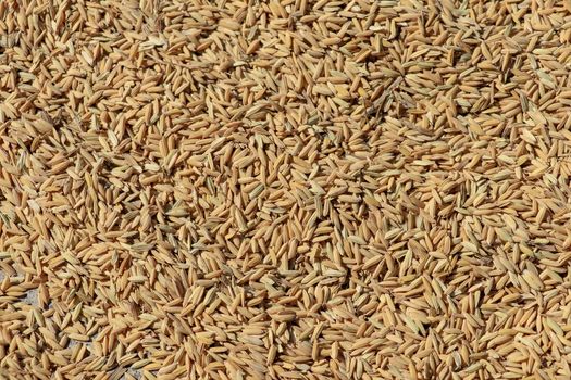 Close up paddy rice, Paddy rice has not shell out. Spread of paddy jasmine rice on the yard to dry in the sun Thailand ready to process as mass product.