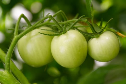 Unripe Green Tomatoes in a greenhouse, DIY cultivation concept
