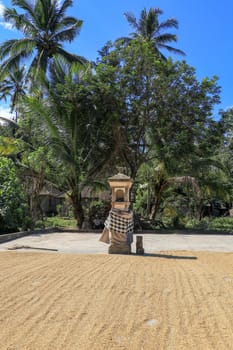 freshly harvested rice seeds are laid out for drying in the sun before processing.