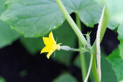 Small cucumber with yellow flower and tendrils