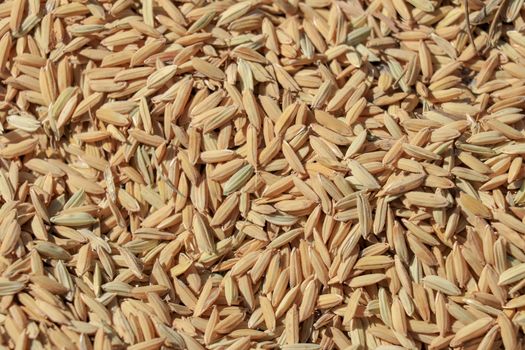 Close up paddy rice, Paddy rice has not shell out. Spread of paddy jasmine rice on the yard to dry in the sun Thailand ready to process as mass product.