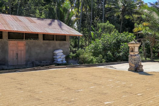 freshly harvested rice seeds are laid out for drying in the sun before processing.
